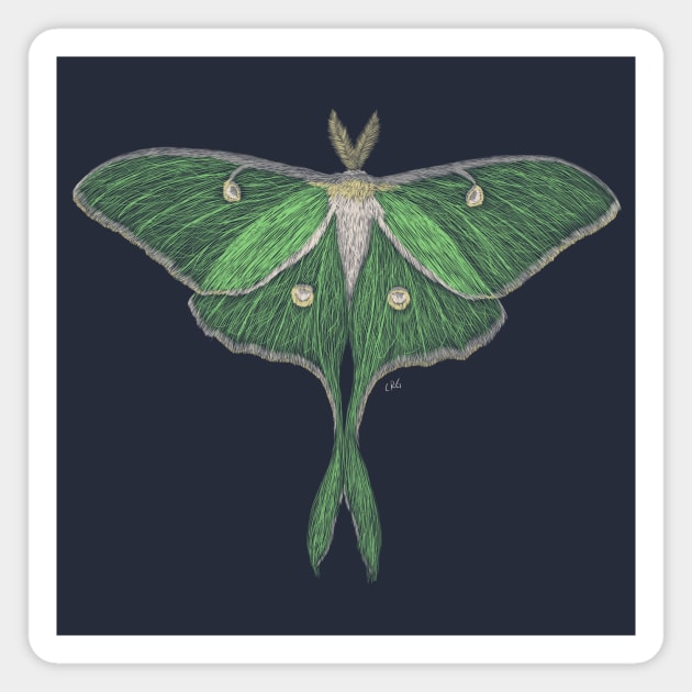 Luna Moth Magnet by Walking in Nature